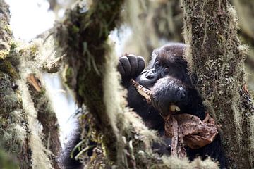 Baby gorilla in de jungle van Virunga, Rwanda van Teun Janssen