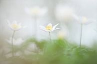 Bosanemonen / Blooming wild wood anemone flowers in the forest von Elles Rijsdijk Miniaturansicht