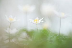 Bosanemonen / Blooming wild wood anemone flowers in the forest