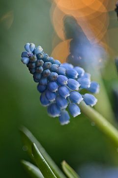 Muscari, blauwe druif met bokeh van Lindy Schenk-Smit