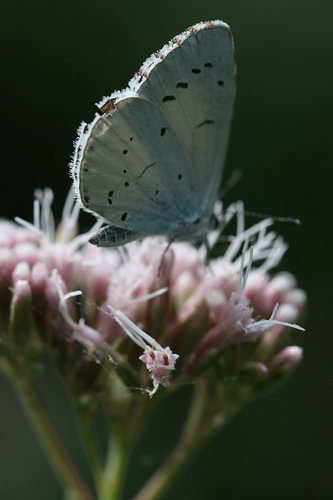 Hidden Beauty – The Holly Blue in Backlight