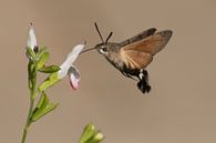 Schwebender Kolibri-Schmetterling saugt Nektar aus der Blüte von Rob Kuiper Miniaturansicht