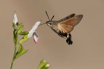 Zwevende Kolibrievlinder zuigt nectar uit de bloem van Rob Kuiper