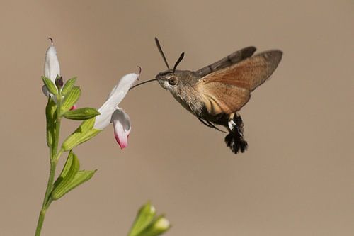 Flying Hummingbird butterfly sucks nectar from a flower