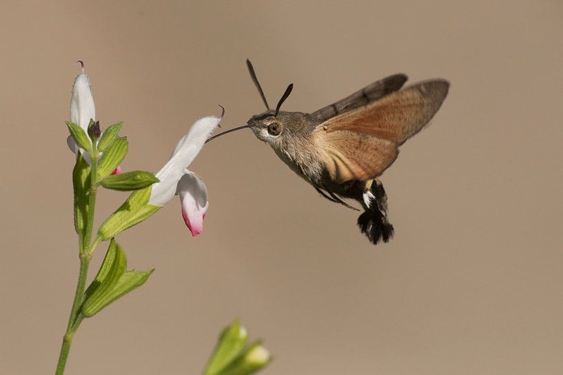 Schwebender Kolibri-Schmetterling saugt Nektar aus der Blüte von Rob Kuiper