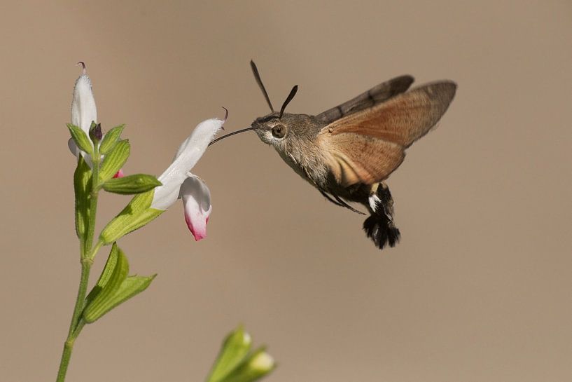 Flying Hummingbird butterfly sucks nectar from a flower by Rob Kuiper