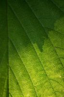 The leaf of a tree