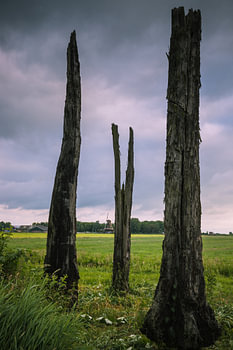 Veeneiken in de Alblasserwaard