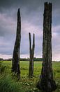 Peat oak in De Alblasserwaard in Holland von Jan van der Vlies Miniaturansicht