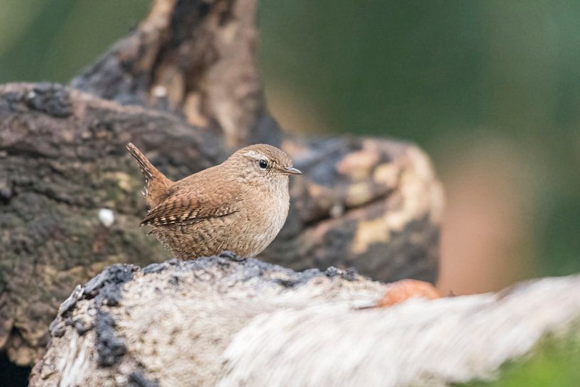Le roi de l'hiver par Merijn Loch