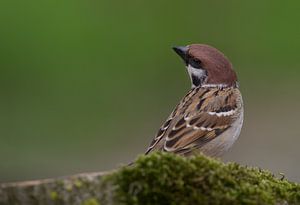 Ringmus op hout tegen een groene achtergrond