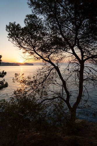 Silhouet van een dennenboom bij zonsopgang