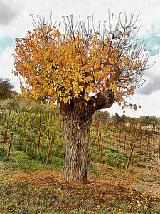 The Autumn Guardian