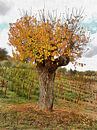 The Autumn Guardian by Dorothy Berry-Lound thumbnail