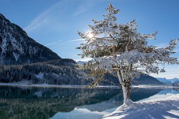Sehen Sie die Sonne durch die Bäume scheinen