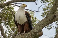 Pygargue à queue blanche d'Afrique Haliaeetus vocifer