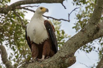 Afrikanischer Seeadler