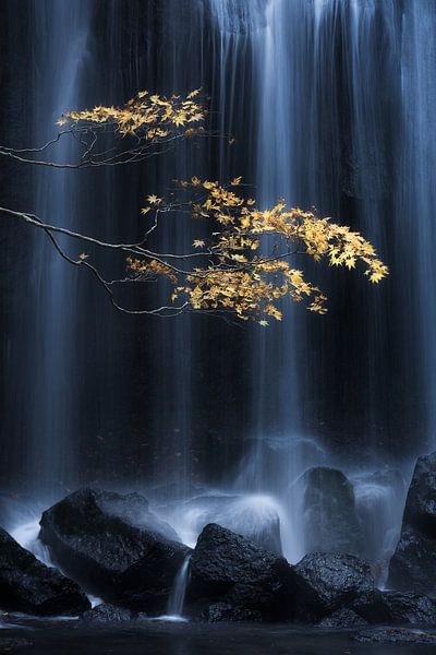 Yellow Herbst, Yuki Yatsushima von 1x