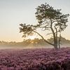 Purple Heath with tree at sunrise in the fog | Veluwe by Sjaak den Breeje