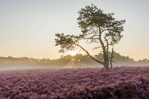 Lila Heide mit Baum bei Sonnenaufgang im Nebel | Veluwe