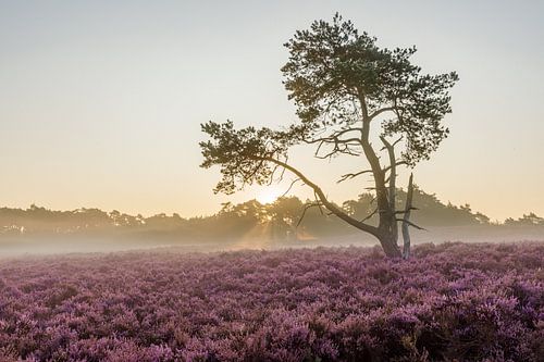 Paarse Heide met boom bij zonsopkomst in de mist | Veluwe