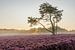 Paarse Heide met boom bij zonsopkomst in de mist | Veluwe van Sjaak den Breeje