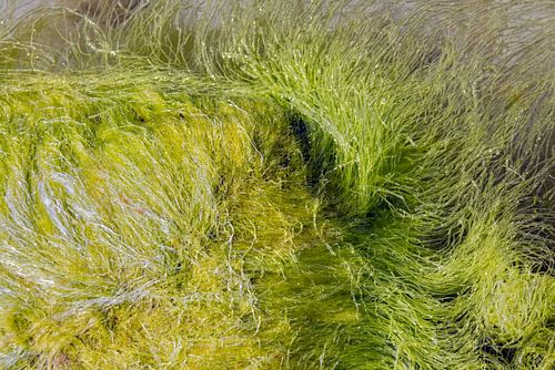 Kelp - groene algen in de Oostzee