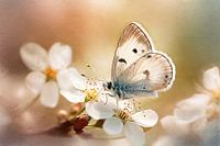 Butterfly - painterly -2