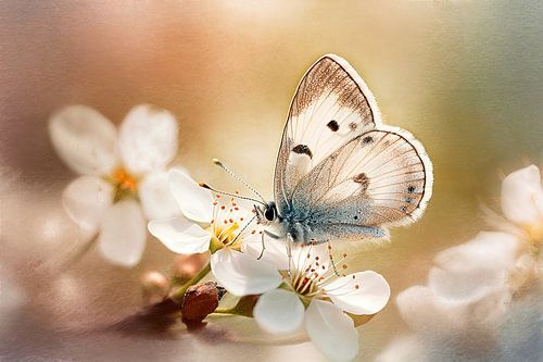 Vlinder in Pastel - Dromerige Natuurfotografie