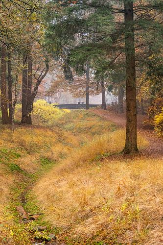 Beekje in herfstig bos