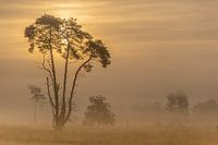 Zonsopgang op de Drunense Duinen