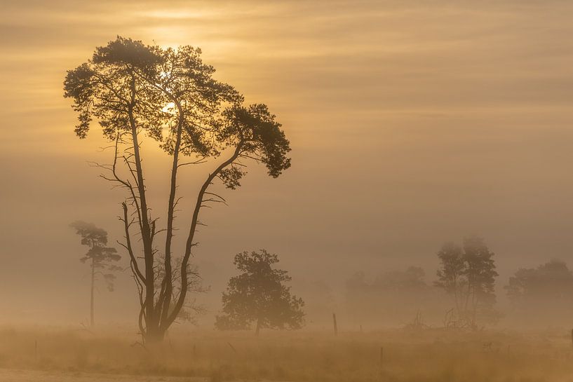 Zonsopgang op de Drunense Duinen par Rob Bout