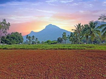 Le mont sacré Arunachala en Inde au coucher du soleil