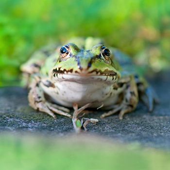 Edible frog (Pelophylax kl. esculentus)