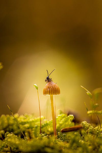 Inhabits toadstool by Peter Abbes
