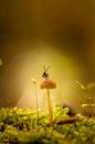 Inhabits toadstool by Peter Abbes thumbnail