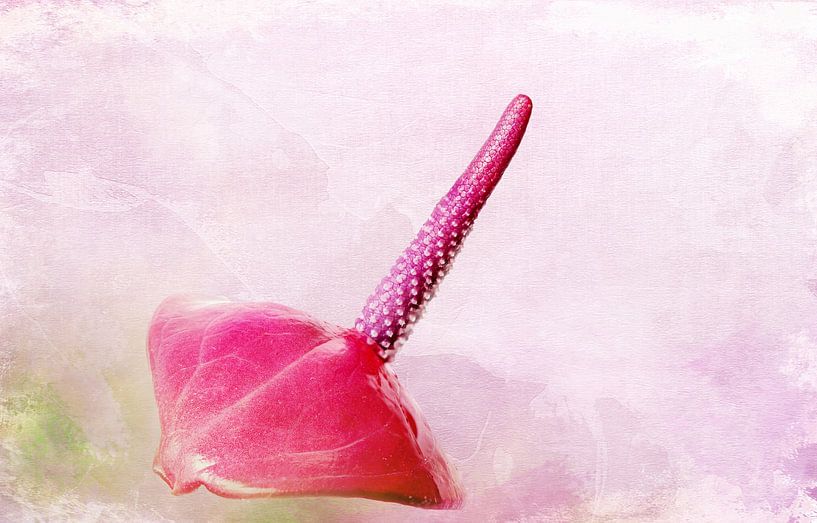 Fleur de l'anthurium par Rietje Bulthuis