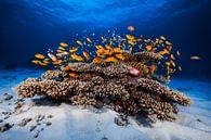 Marine Life, Barathieu Gabriel by 1x thumbnail