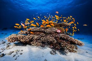 Marine Life, Barathieu Gabriel van 1x