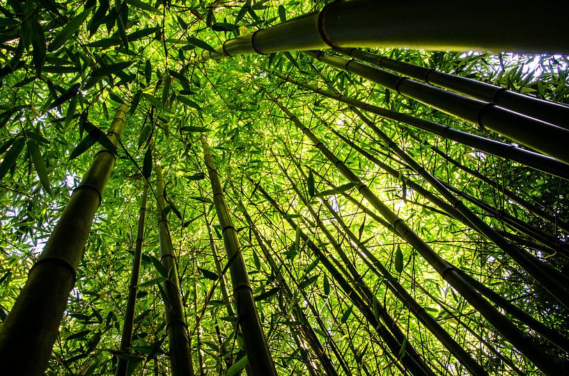 Bambus von Tanja de Boer