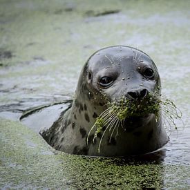Seal with green mustache by Martin Smit