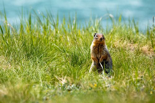 Prairie dog in the Rocky Mountains