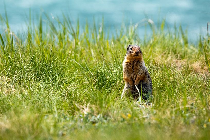 Prairie dog in the Rocky Mountains by Roland Brack