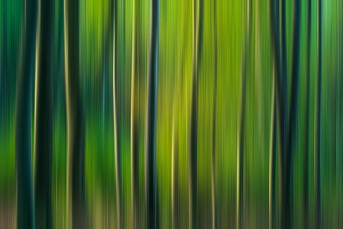 Abstract forest