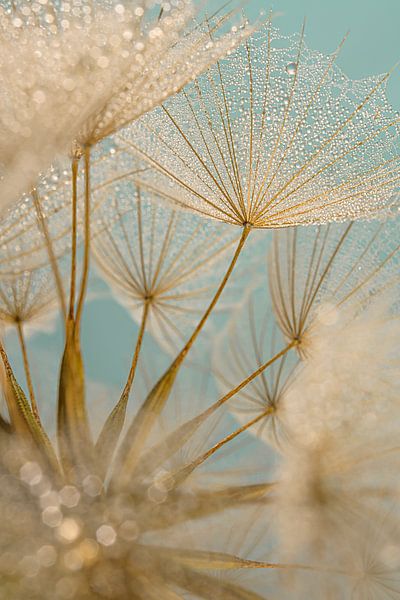 A golden yellow morning star (Tragopogon) in the light by Marjolijn van den Berg