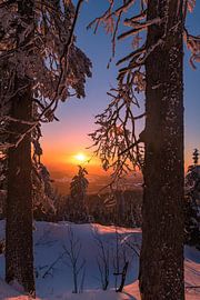 Zwischen den Bäumen von Denis Feiner