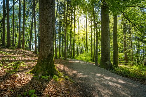 Forest path in spring by Martin Wasilewski