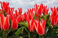 Tulipfield
