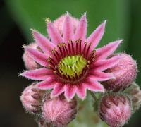 Huislook, een vetplantje met feestelijke bloemen