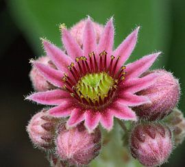 Huislook, een vetplantje met feestelijke bloemen